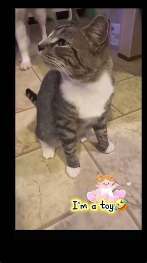 Cat vs Human: The Debate🤣 #cute#cat#shortvideo#comedy #facts#funny#motivation #memes#love@hhl3343