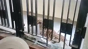 Leopard causes panic in court in India, injures several people