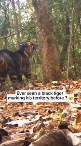 Check out our comfy tiger shirts and hoodies in our bio ( https://thebigcatrescuers.com )! With each purchase, 25% of the proceeds are donated to our trusted wildlife charities dedicated to saving tigers and their habitats. Your support can make a real difference! Shop now and help make an impact! Black tigers, also known as pseudo-melanistic tigers, are extremely rare. Their dark, thick stripes are so wide that they almost cover the orange fur underneath, giving them a black appearance. These u