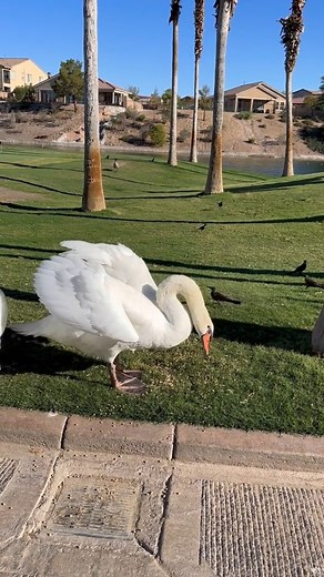 820K views · 32K reactions | What a fun and happy day!! I could get used to tips like this 浪 @FashionNova #cartgirl #golflife #golfers #drinks #work #golfcourse #LevisMusicProject #golf #golftiktok #fyp | Cass holland | Facebook