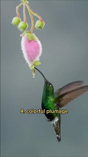 5 Mind-Blowing hummingbird Facts You Need to See to Believe! #animalfacts