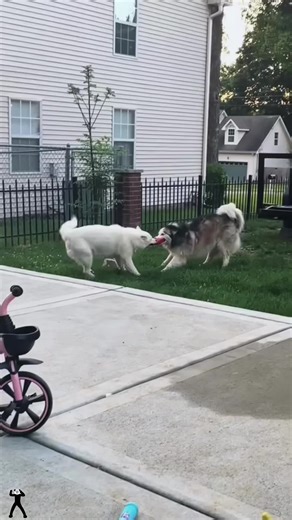 Cute Dogs Dancing to Music: Puppy Dance Compilation