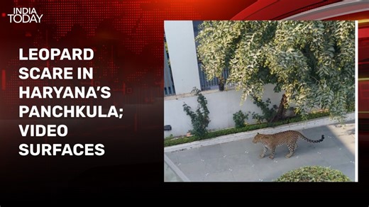 Video: Leopard enters residential society in Haryana, caught jumping across houses