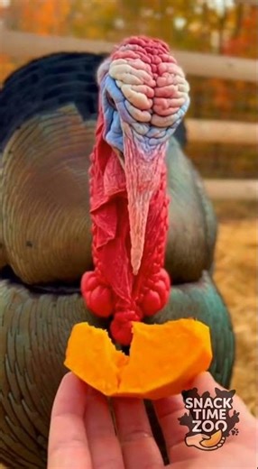 Adult Turkey Eating Pumpkin (Thanksgiving Cutest Moment!)🦃