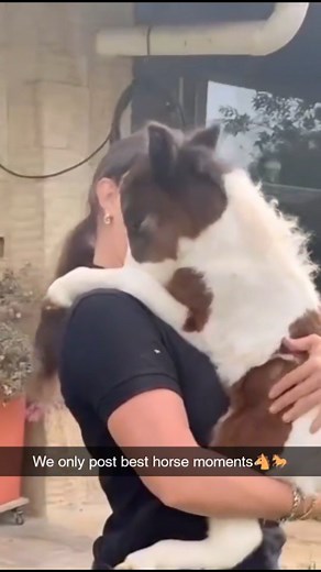 Best Horse Moments on Instagram: ""Majestic, mischievous, and totally meme-worthy — these horses are serving sass, speed, and side-eyes you didn’t know you needed!" #HorseOfInstagram #FunnyHorses #HorseReels #EquestrianLife #HorseLovers #ViralHorses #InstaHorse #StableLife #HorsingAround #HorseHumor #MajesticMess #HayThere #GallopGoals #PonyPersonality"