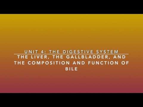 S2U4V16 The Liver, The Gallbladder, and the Composition and Function of Bile