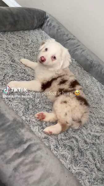 Baby Azula: The Adorable Mini Aussie Journey