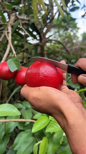 787K views · 9K reactions | Red fruit very fresh #asmr #fruits | Fruits On Borneo | Facebook