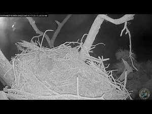 Southwest Florida Eagle Cam - Nest Close Ups