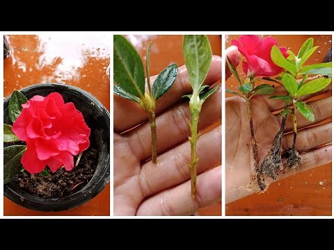 How to grow Azalea plant | Azalea propagation from cuttings in easy and simple way