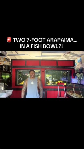 🚨 TWO 7-FOOT ARAPAIMA… IN A FISH BOWL?!