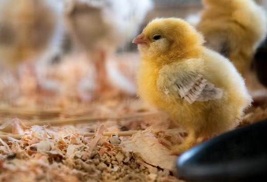 Best Chicken Hatchery Near Indiana - Chicks for Sale