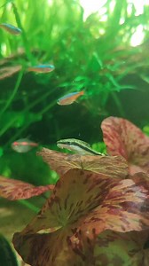 Otocinclus catfish, often called "otos", are excellent algae eaters and can be very helpful in keeping a fish tank clean. #ChaseAquatics #ChaseAquascape #Chase #ChaseNatureGallery #sliceofnaturebychaseaquatics #art #NaturePond #KoiPond #aquascape #Terrarium #Vivarium #aquascaping #Paludarium #FishPond #SliceOfNature #natureaquarium #aquarium #aquariumhobby #plantedtank #plantedaquarium #freshwatertank #Nature #HouseDesign #ArchiNature #fb #discus Our Gallery Location📍Near SLEX, just take Carmon