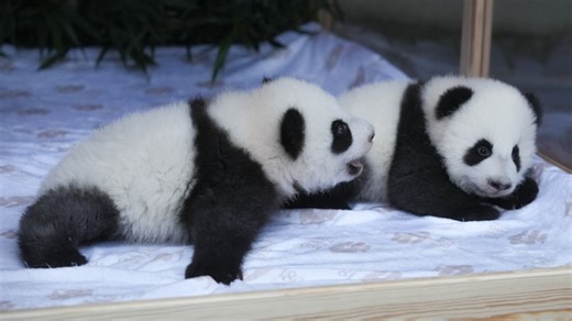 Video. Panda-Nachwuchs in Berlin vorgestellt