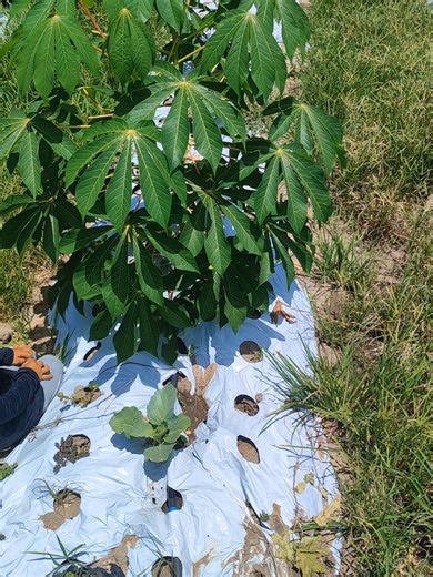 O segredo de Israel para prosperar na roça