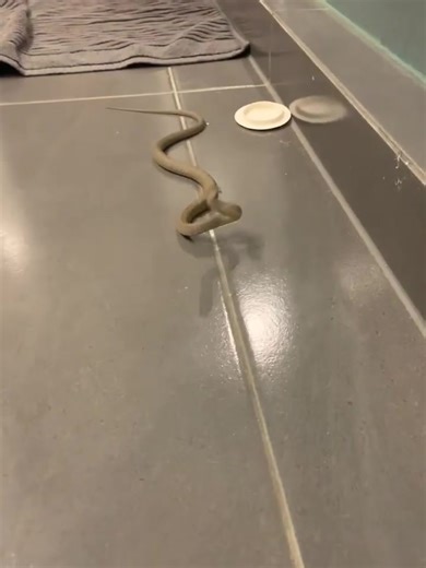 A little firecracker of an eastern brown snake that made it’s way into a bathroom in Blackwood on a late night call out recently - nice little easy catch for Monique! 0413 511 440 All areas 🐍 | Snake Catchers Adelaide