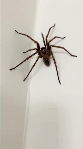 🕷️ Black Hobo Spider Crawling on a Modern Wall! You Won't Believe This Realistic Close-Up 😱