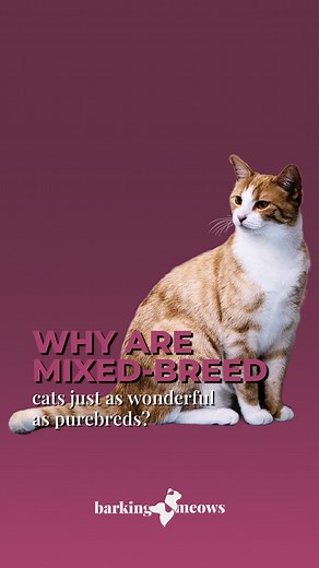 Why are mixed-breed cats just as wonderful as purebreds? Mixed-breed cats bring the best of both worlds! 🐾 They may not have pedigrees, but they come with endless love and charm. 🐾 Unique personalities: Every mixed-breed cat is one-of-a-kind, offering a blend of traits that make them special. 🐾 Healthier genetics: Mixed-breed cats often have fewer health issues due to diverse genetics. 🐾 Adopt, don’t shop: Shelters are full of beautiful mixed-breed cats waiting for a forever home. At the end