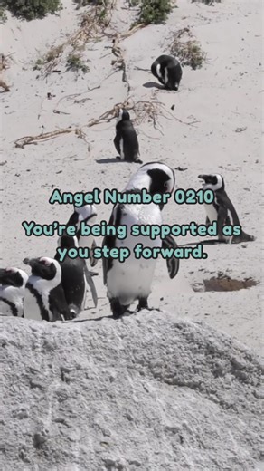 Angel number 0210 is a reminder that new beginnings are unfolding through trust and balance ✨ It encourages you to stay aligned with your intuition, keep faith in the process, and take confident steps forward, even if the path isn’t fully clear yet. Support is working behind the scenes, and you’re being guided toward growth and fresh opportunities. #0210 #fyp #foryou #explore #angel