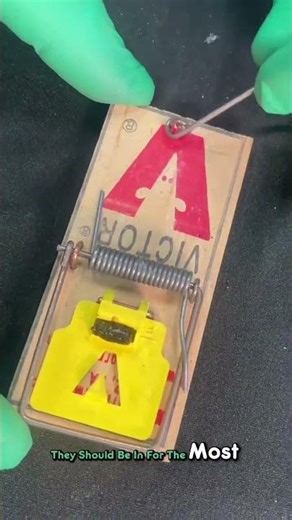 🐭 Master the Mouse Trap: Set It Right Every Time! 🪤