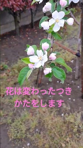 家庭菜園で林檎r8/4/29