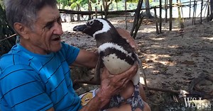 Penguin Rescued from Oil Spill Returns Each Year to Visit His Friend