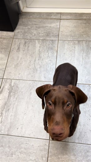 Day 1 of Scent Training My Dobermann Puppy