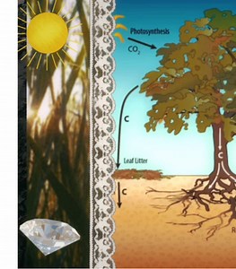 Understanding the Carbon Cycle in Biology