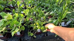 New Perennials at the Garden Center, Swapping Out Tired Containers & Tree Trimming! 🌸🌿✂️ Coral carpet sedum - https://bit.ly/3IXH1Fi Sedum ‘Lime Twister’ - https://bit.ly/4m4yG11 Sting™ - Arborvitae - https://bit.ly/3LiWQVo Echinacea SunSeekers Salmon - https://bit.ly/44GooON Nova® Opal - https://bit.ly/46SpqZm AUTUMN FIRE SEDUM - https://bit.ly/4m9PJyU COREOPSIS ‘STAR CLUSTER’ - https://bit.ly/3ICFvs7 COREOPSIS ROSEA (PINK TICKSEED) - https://bit.ly/3GXmC2C PRINCESS NADIA AJUGA - https://bit.