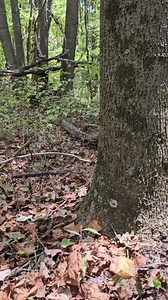 Making a survival rabbit snare with wire #foryoU #foryoupage #survival #bushcraft #Outdoors #selfreliance #survivaltips #wildernessskills #trapping #foryoupage #outdoors #lifehack #craft #outdoorlife #foryou #camping #diy #foraging #forest #forestlife #campinglife #campingtrip #campingadventures #campo | WoodsBound Outdoors