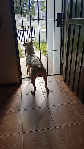 El bebé de la casa😍 #amor #mascotas #perros | Maria Yaya Sansone