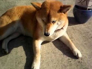 やきもち男川柳全国大会への道