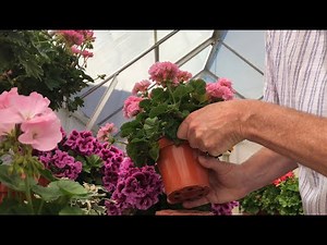 Zonal Pelargonium Cuttings June 2020