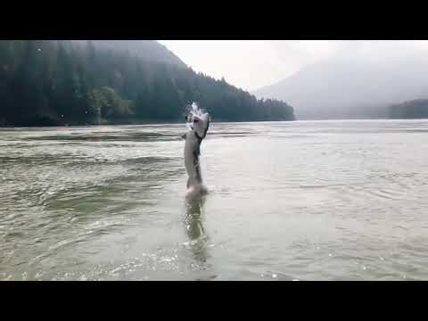 Massive Sturgeon Jump Caught on Camera! 🐟🔥