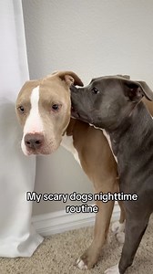 4.9M views · 10K reactions | My scary dogs nighttime routine 﫣 #dogsoffb #reels #routine #pitbulls #dogs #doglover #asmr #vlog #cuts | Knight & Aston | Facebook