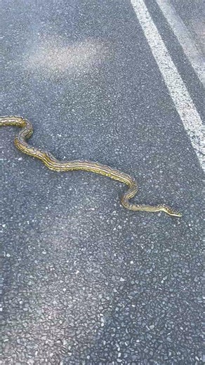 #australia #python #snake #nature #queensland
