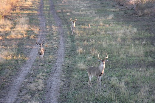 Whitetail Vacation: Affordable Deer Management Hunts in Texas | OutdoorHub