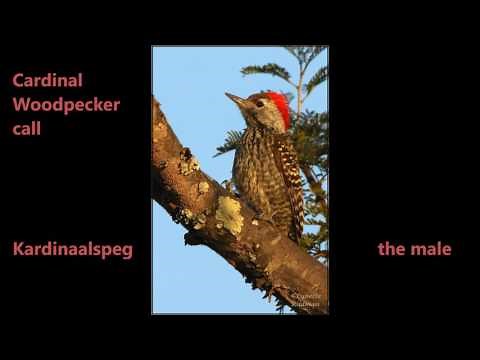 Cardinal Woodpecker call