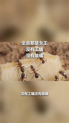 Everyone's a queen! #ants #queenant #socialparasitism #funfacts #science #insects #shorts #ants #...