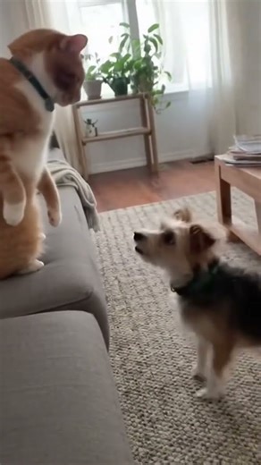 This Cat Thinks He’s a Boxer 😂🐱🥊