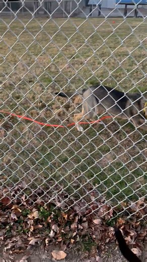 Sometimes all you need are some fenceline zoomies with a new friend 🏃‍♀️💨 | Blue Ridge Humane Society