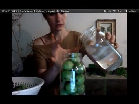 How to make a Black Walnut tincture for a parasite cleanse.