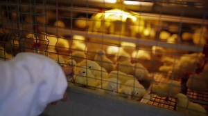 Chicken Farm poultry production