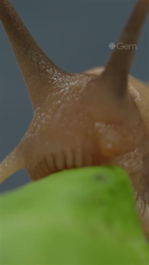 It's the snails' world!