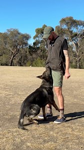 210K views · 4.9K reactions | HOW TO TEACH YOUR DOG A FRONT! This exercise is super easy and fun to do! It’s great for closer recall finishes and dumbbell retrieves! You also might try it for some fun! #dogtrainingtips #dogtrainingadvice #dogtraining #dogsports | Jamie The Dog Trainer | Facebook