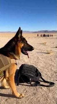 German Shepherd K9 on a Rescue Mission Guided by God #germanshepherd #k9 #animals #shorts