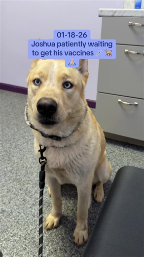 Isn’t he just the most adorable fur baby you have ever seen? 🐕🥰🐾🙏🏼#fyp #viral #adoptdontshop #spayandneuter #rescueanimals