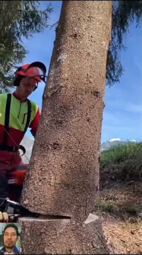 Extreme Precision Tree Felling on a Steep Mountain! 🌲🔥#treefelling #treecutting #fypシ゚viral