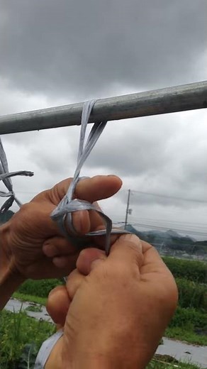 ナスの誘引ひもの結び方