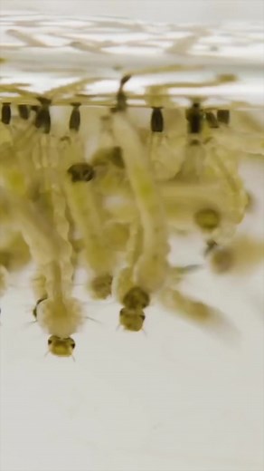 Mosquito larvae breath through their butts. They are also called wrigglers. #fypシ#mosquito#animallove#animals#animalsoftiktok#wildlife